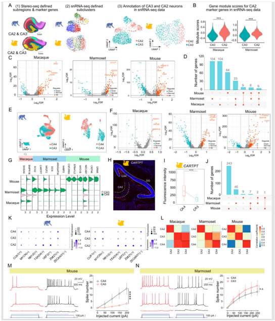 图2.  CA2、CA3 与 CA4 细胞转录组差异的跨物种比较